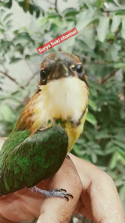 Suara Kirik Kirik Senja