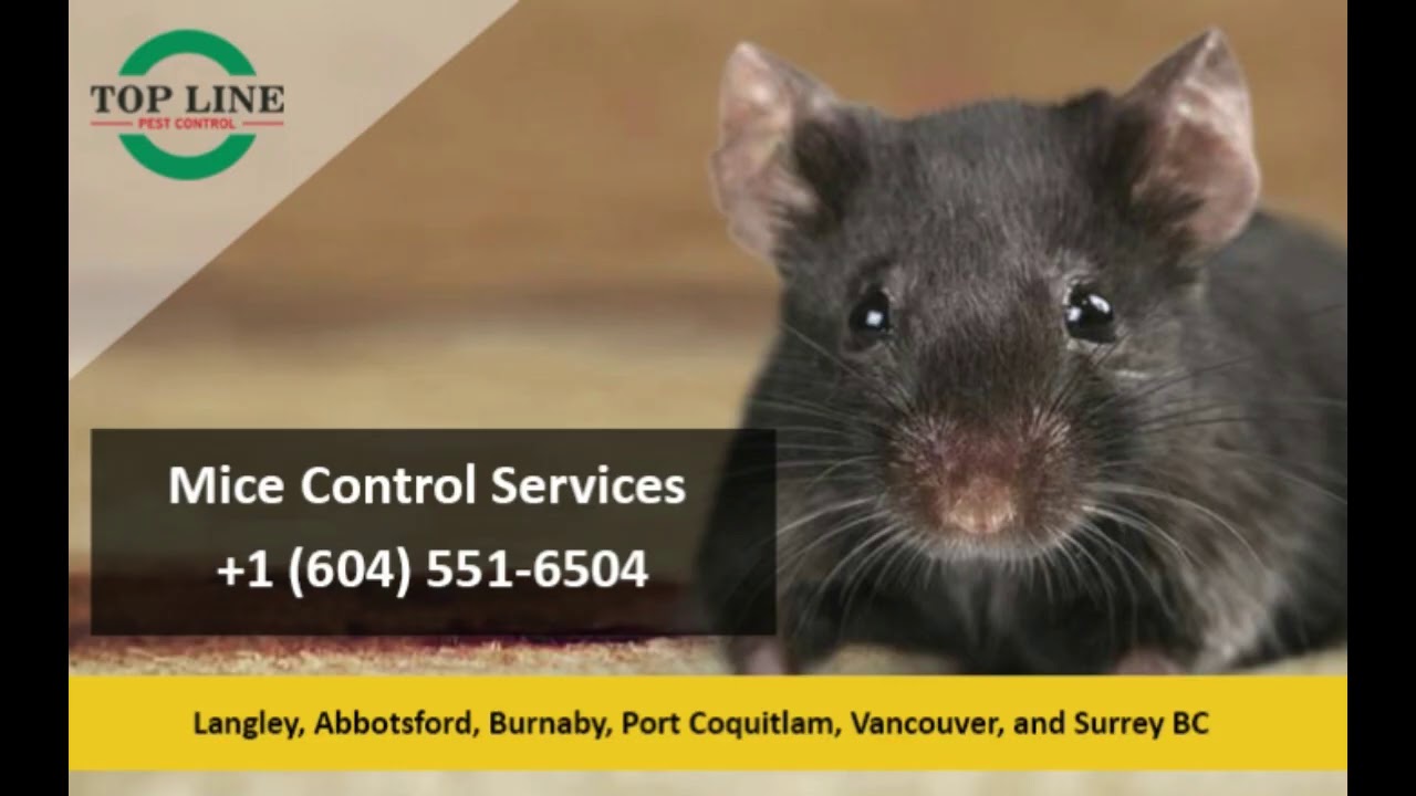 Pest Control Langley | Top Line