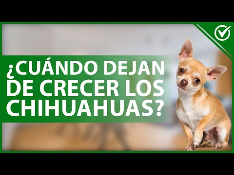 Video: Cómo obtener un error del oído de un perro