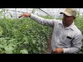 Aplicación Tomates Diatomix - Silicio Orgánico para la agricultura.