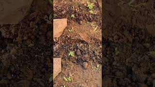 Karoo Winter Outdoor Hrow June 2026