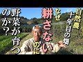 [自然農］なぜ「耕さない」のに野菜が育つのか？自然農10年目の畑で検証2020年11月10日　[natural farming]