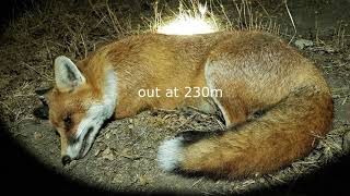 16 Foxes 8-3-19 To 11-3-19 Fox Hunting Australia
