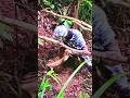 #Trap for Burrows or Caves: #Indigenous #Survival #Techniques