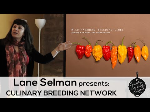 Lane Selman Seminary - Culinary Breeding Network - Giàz ITALY