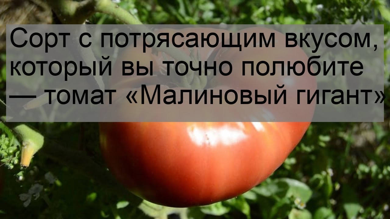 Сорт с потрясающим вкусом, который вы точно полюбите — томат «Малиновый гигант»