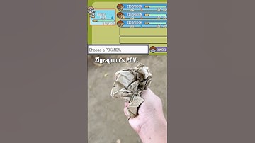 My Boy Zigzagoon’s POV during battle! #pokemonhumor #pokemonmemes #memes #pokemon