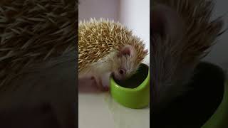 Cute Hedgehog 🦔 Munching on His Food ✨ASMR✨