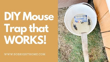DIY Mouse Trap that WORKS!!