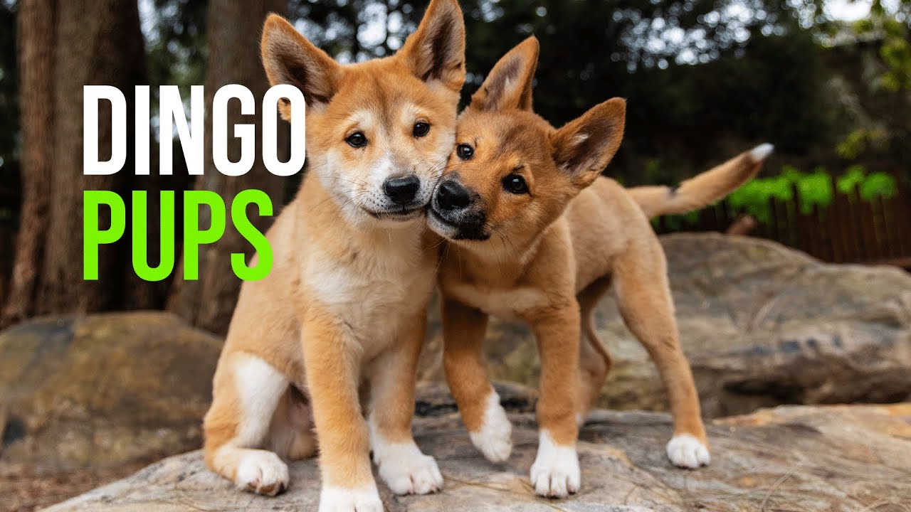 what to do if you see a dingo