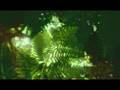 Rain Forest - Ambient New Age Reiki Music Video -By Equinox