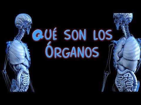 Video: Que Es Un Organo