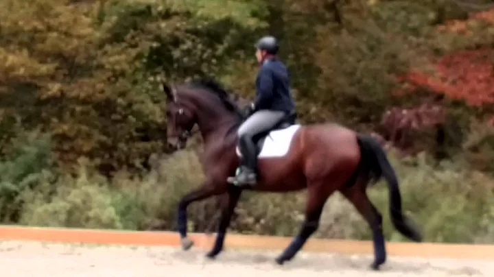 Sweet Lorraine 2008 Hanoverian mare (Sinatra Song/...