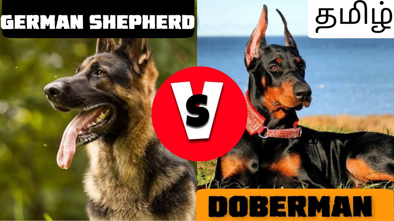 Which is best? | German shepherd vs Doberman pinscher | comparison | Tamil