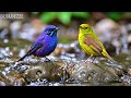 ?? LIVE 24/7: Soft Healing Piano & Birdsong ?? Calm Music for Stress & Relax