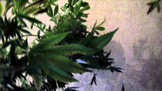 Quick 2 Plant Chop Part 1 of 3