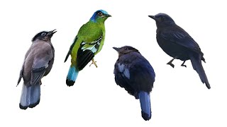 4 Species of Cochoa Birds | Genus: Cochoa, Family: Turdidae