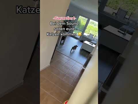 Bei diesem Sound sollen eure Katzen kommen/ CatInfi