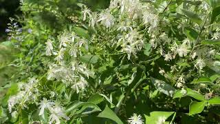 センニンソウ他　野の花　ご確認用 センニンソウが咲きました（8/29更新） | 見ごろの植物