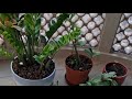 balcony garden