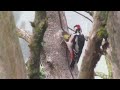 Great-spotted Woodpecker hammering a nut 8.9.23 Nort Glasgow (clip 4 of 4)