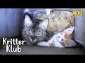 Famille de chats coince dans un mur criant  laide l kritter klub