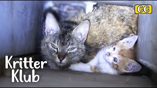 Cat Family Trapped In A Wall, Crying For Help l Kritter Klub