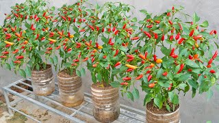 Good tip for growing chili peppers at home in plastic bottles for high yield and lots of fruit