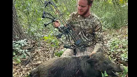 Boar Bow Hunt! First Hog With A Bow! Close Range!! 🐗