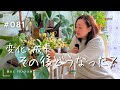 【植物たちのその後】その後どうなったの？成長をご紹介（Vlog/081）