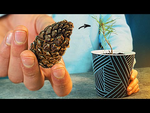 Видео: Посадка целых сосновых шишек - Информация о проращивании целых сосновых шишек