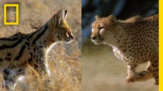 サーバルとチーターが出会ったとき | ナショジオ