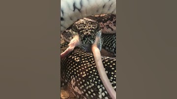 Diamond Python Eats Mouse