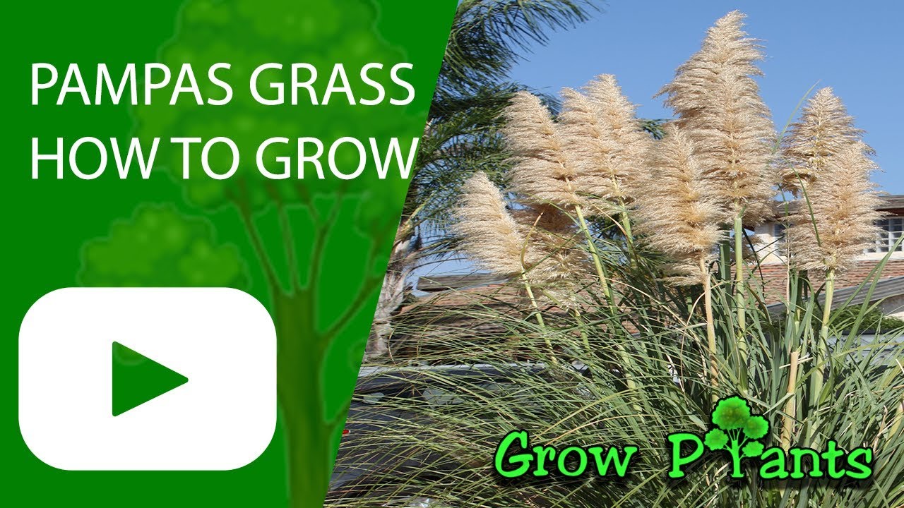 Pampas Grass Growing Information All Need To Know YouTube Pampas Grass Growing Information All Need To Know YouTube