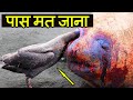 दुनिया के 10 सबसे खतरनाक पक्षी  | Top 10 Dangerous Birds in the World