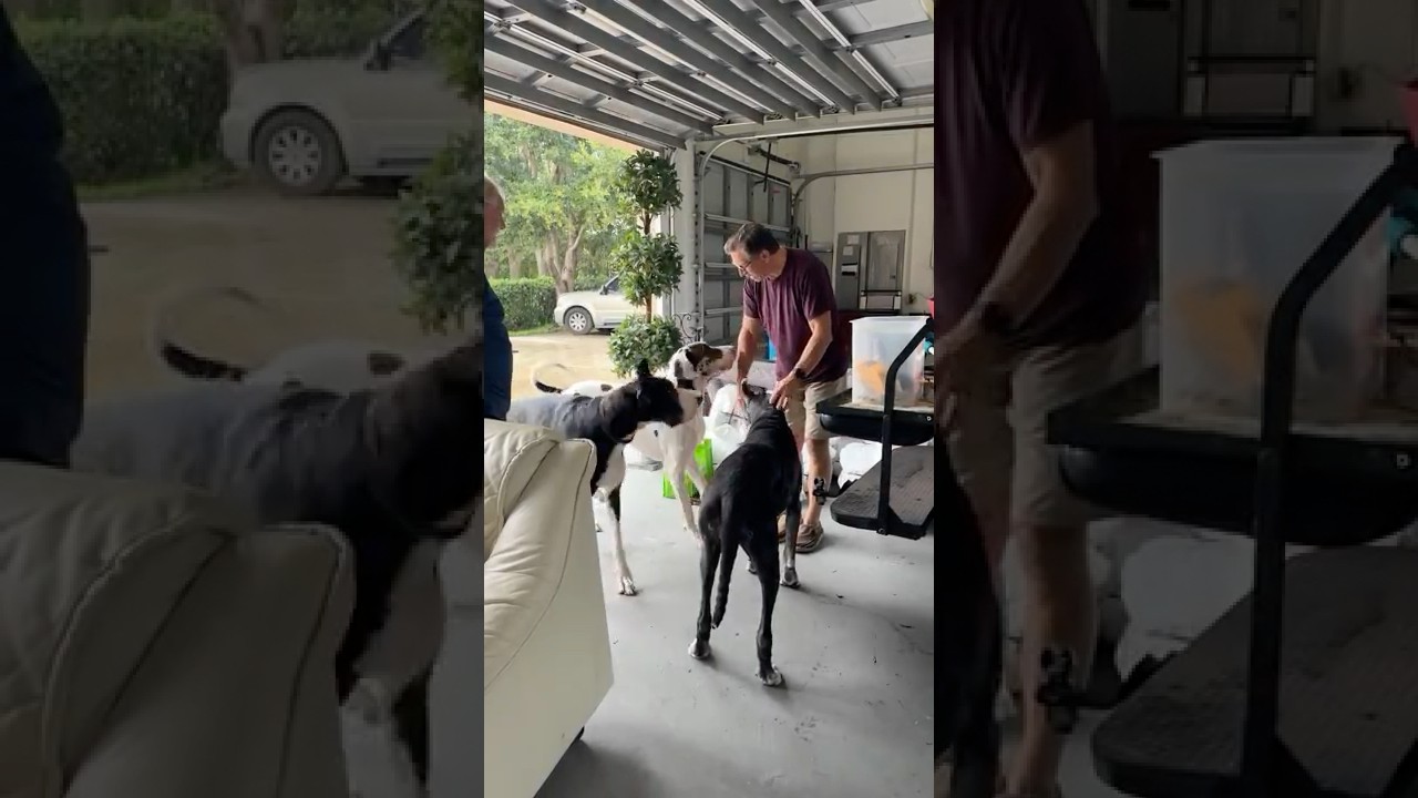 Three Funny Excited Great Danes Are So Happy To Greet Favorite Uncle - Dogs Are The Best Greeters