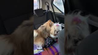 Pomeranian & Shihtzu Dog mating in the car‍♀