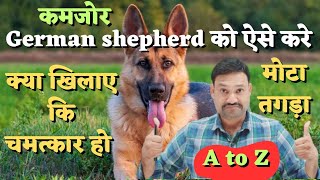 GSD German Shepherd ko Healthy kaise banaye