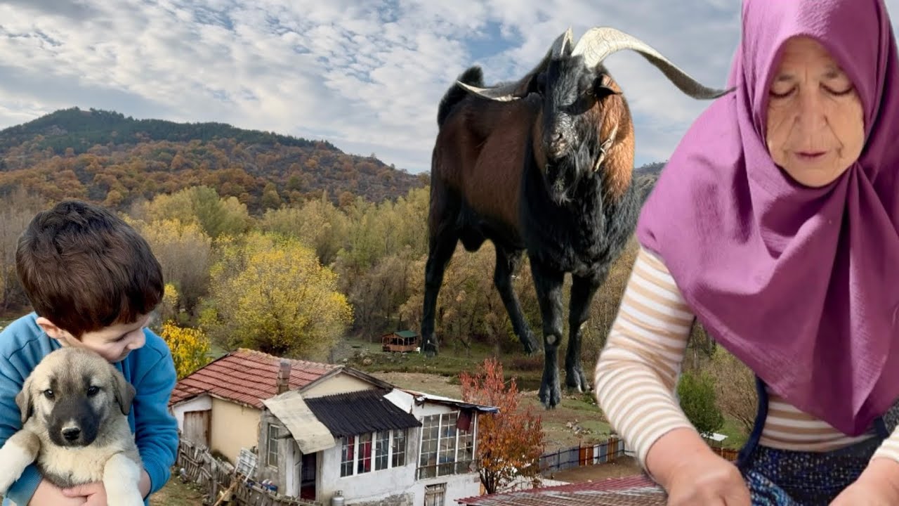 ANNE VE OĞLU / DAĞ EVİNDE KAHVALTI / KOYUNLARA DAĞDA GECE ÖRÜM VERME / DAĞLARDA YAŞAYANLAR 