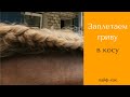 Заплетание гривы в косу | Уход за гривой лошади | Дивные кони