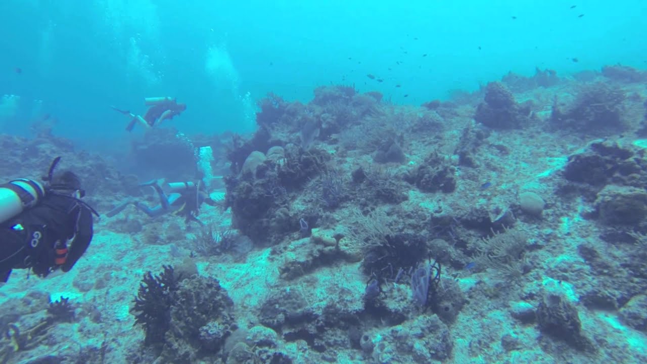 Scuba Diving Cozumel Mexico (Reef Drift Dive) - YouTube