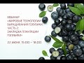 Мировые технологии выращивания голубики. Часть 2: Закладка плантации голубики