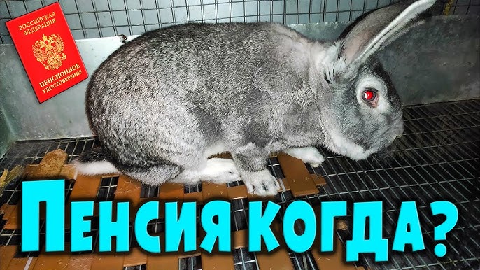 Свекла для кроликов: потенциальные вредные воздействия