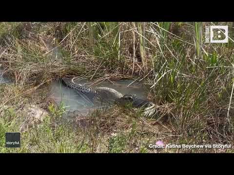 Gator BODY-SLAMS, Devours Python in Florida Everglades