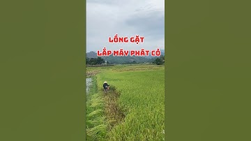 Lồng gặt lúa lắp máy phát cỏ nhỏ gọn - hiệu quả