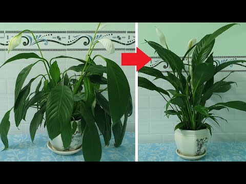 Video: Sinh sản spathiphyllum tại nhà