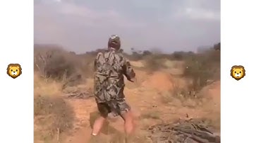 The lion hunt (gone wrong)