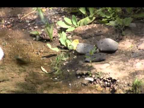snake oil Snake Peeks1: Hummingbird and Diamondback