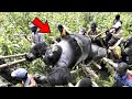 Grabe! Naaktuhan Nila Ang PinakaMalaking GORILLA Na Ito  |  15 Biggest Gorilla Ever Caught