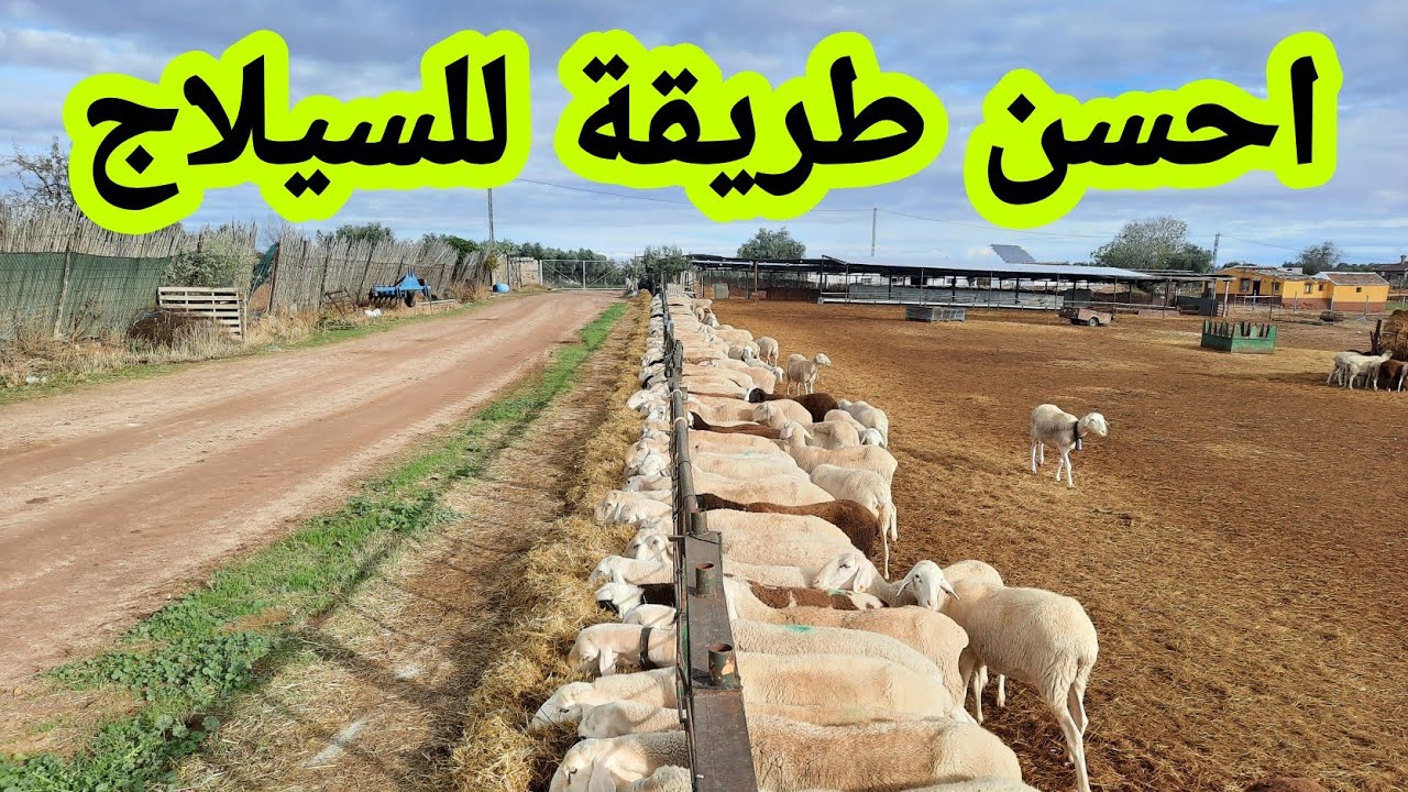 تقديم السيلاج بطريقة جيدة ودون مجهود عضلي